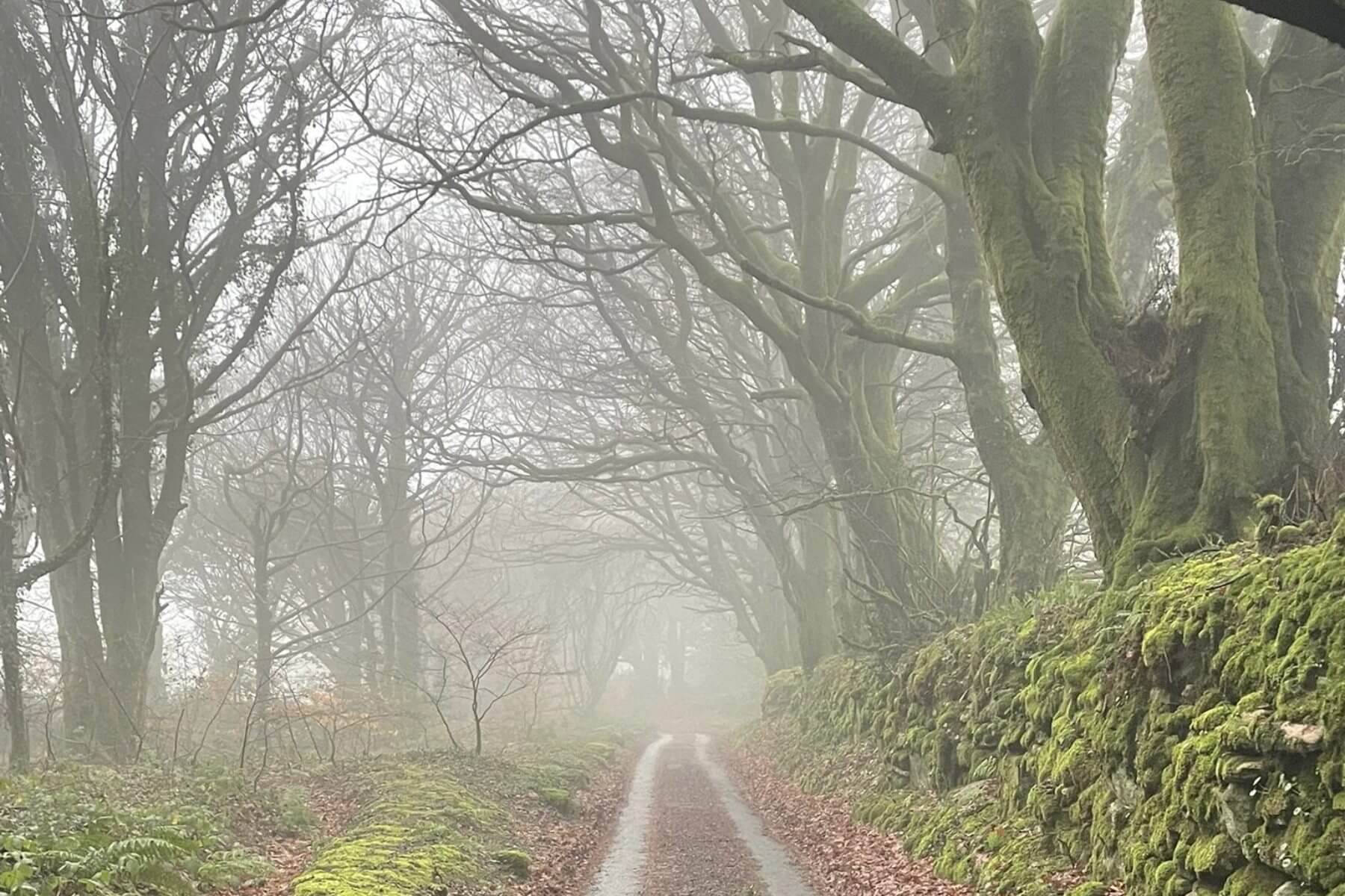 Quiet foggy woodland path on Dartmoor through trees